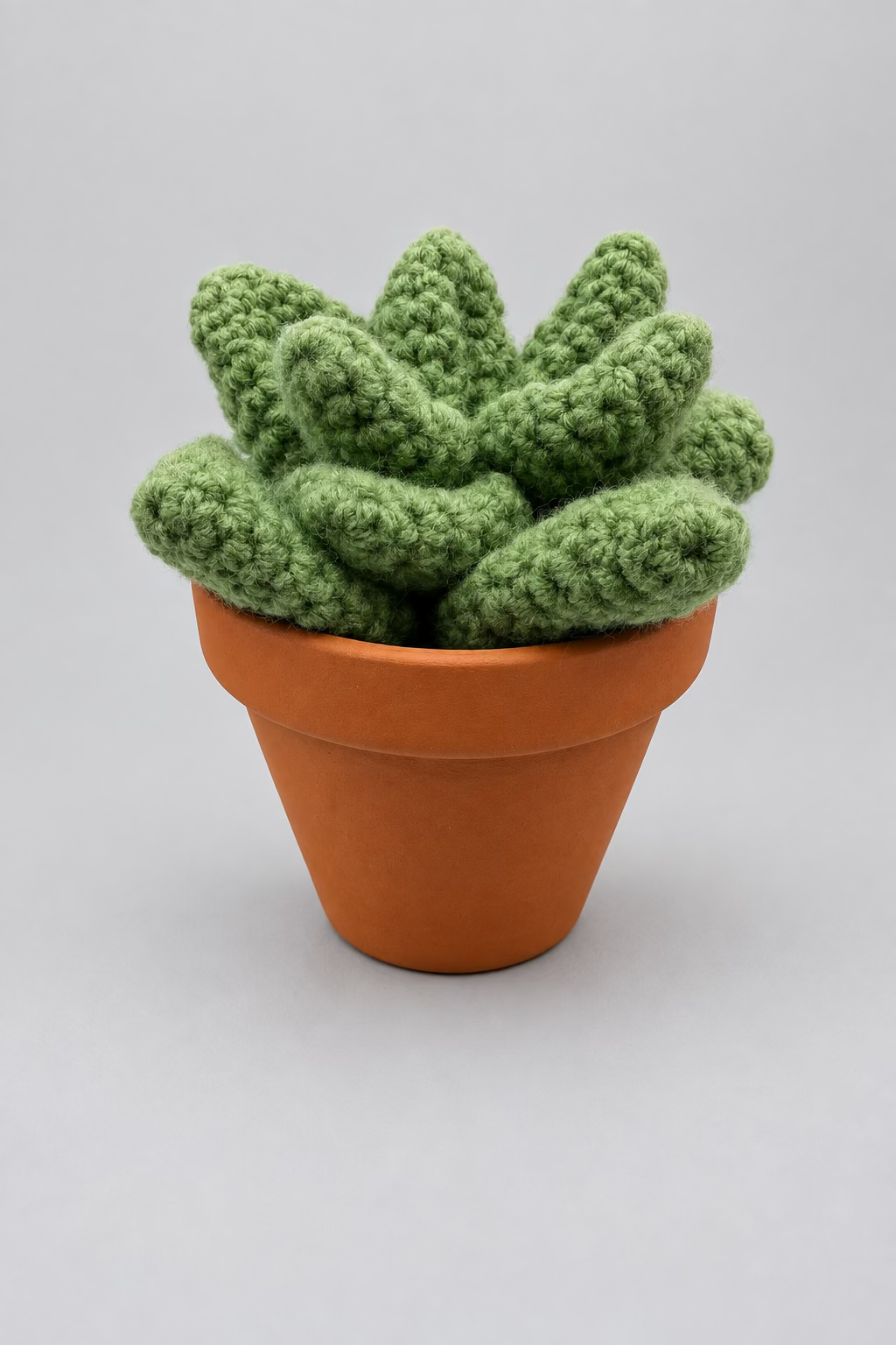 Medium Succulent In Pot