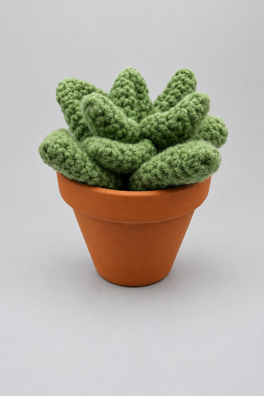 Medium Succulent In Pot